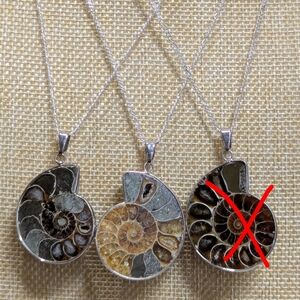 Ammonite Nautilus Fossil Specimen Necklace